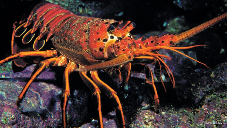 Fisheries Ministry to develop lobster fishery sustainably